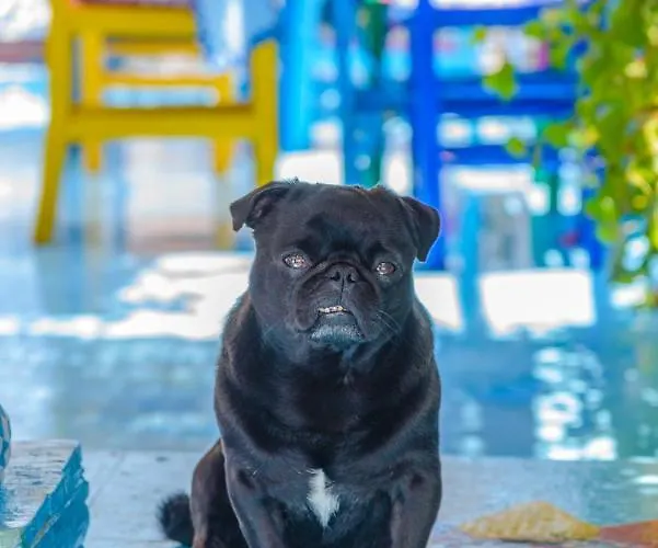 Tas Butik Otel מלון *